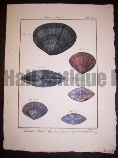 These old sea shell prints date from 1779 to 1820. They were published by Lamarck in France. Numerous well known artists worked on this series including Marachel and PJ Redoute. These are stunning old copper plate engravings with water colors. They range in price from 125. to 225. each. and a discount on a set. Each print measures about 8x11" These are stunning old copper plate engravings with water colors.