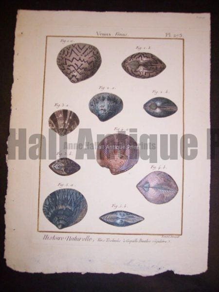 LaMarck Sea Shell Engraving 423