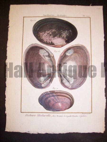 LaMarck Sea Shell Engraving 424