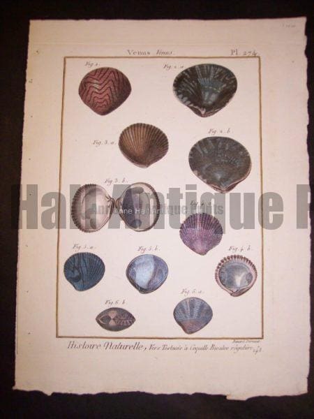 LaMarck Shell Engraving 425