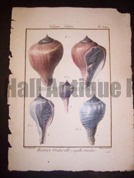 LaMarck Shell Engraving 426
