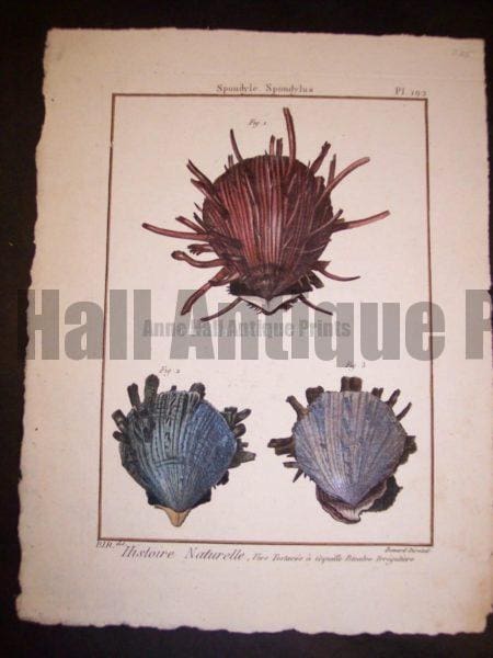 Lamarck Shell Engraving 427