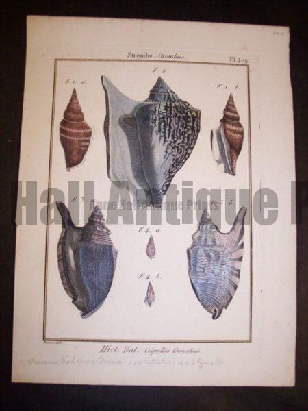 Lamarck Shell Engraving 429