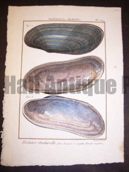 Lamarck Shell Engraving 429