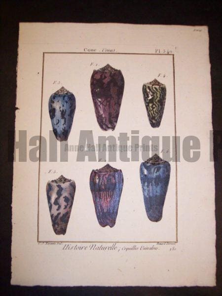 LaMarck Sea Shell Engraving 430