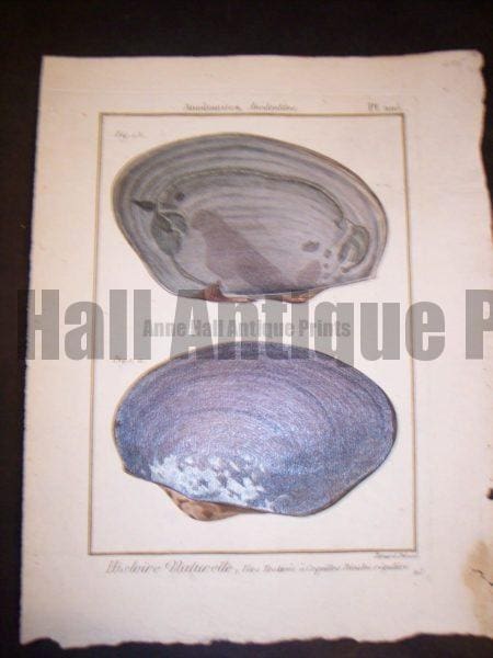 These old sea shell prints date from 1779 to 1820. They were published by Lamarck in France. Numerous well known artists worked on this series including Marachel and PJ Redoute. These are stunning old copper plate engravings with water colors. They range in price from 125. to 225. each. and a discount on a set. Each print measures about 8x11" These are stunning old copper plate engravings with water colors.