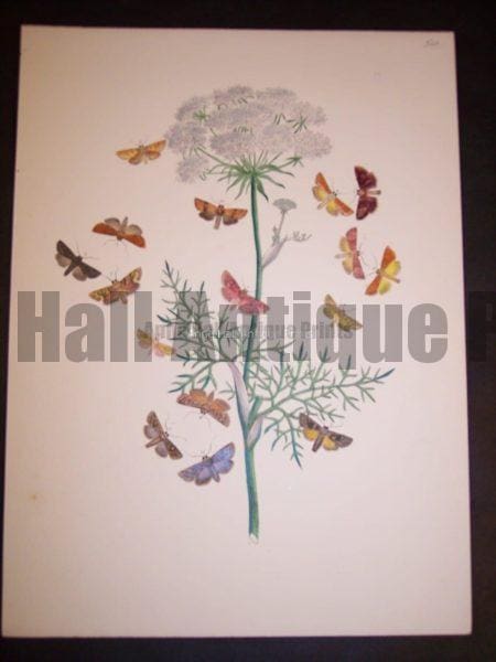 Humphrey Butterflies and Moths PL 39, 1865. $50.
