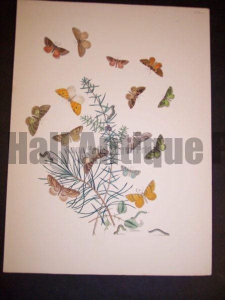 Humphrey Butterflies and Moths PL 68, 1865. $50.