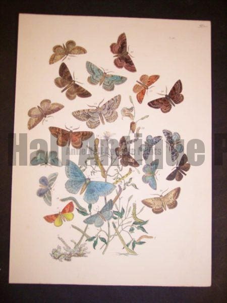 Humphrey Butterflies and Moths PL 60, 1865. $50.