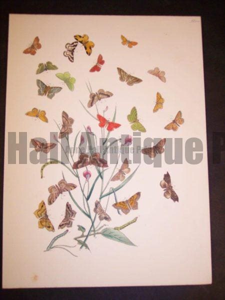 Humphrey Butterflies and Moths PL 73, 1865. $50.