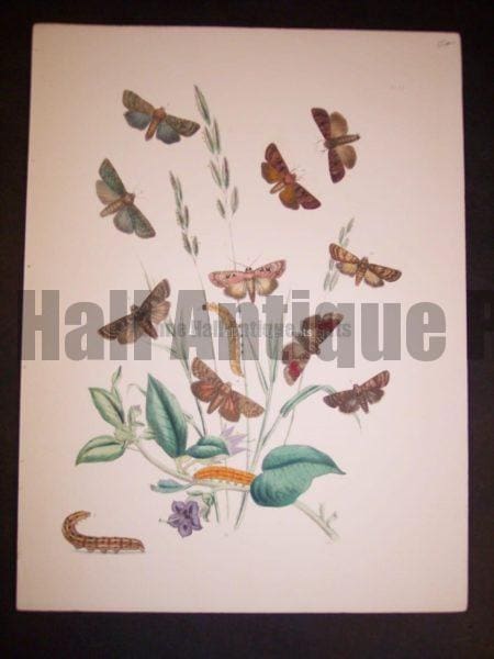 Humphrey Butterflies and Moths PL 25, 1865. $50.