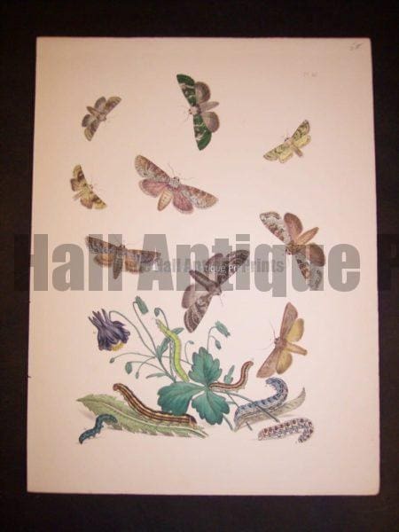 Humphrey Butterflies and Moths PL 40, 1865. $50.