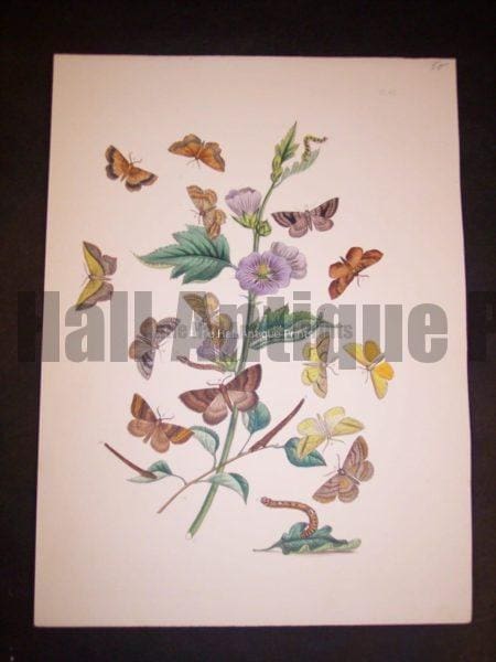 Humphrey Butterflies and Moths PL 62, 1865. $50.