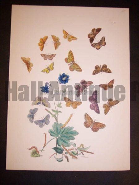 Humphrey Butterflies and Moths PL 61, 1865. $50.