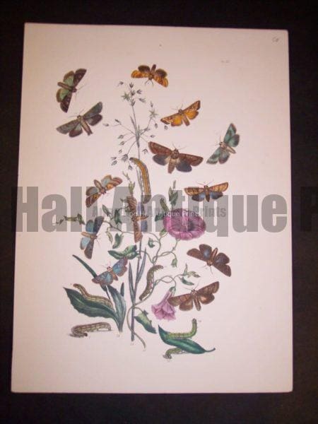 Humphrey Butterflies and Moths PL 29, 1865. $50.