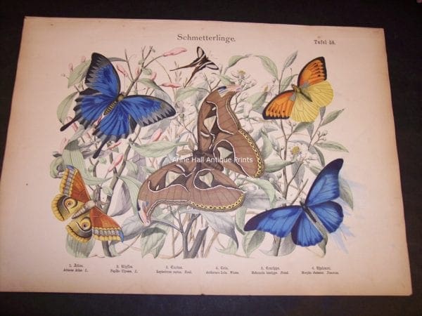 Butterfly Antique Watercolor