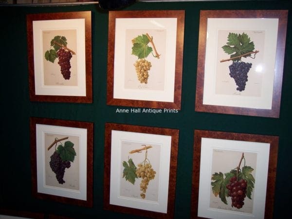 A set of six antique wine grapes lithographs framed in burlwood picture frames from Anne Hall Antique Prints.