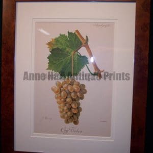 Ampelographie Org Tokos Wine Grapes FR1