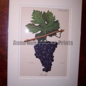 Ampelographie Lourella Wine Grapes FR2