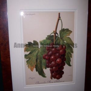 Ampelographie Chasselas Rose Falomon Wine Grapes FR3