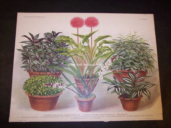 9491 Belgian Plant Lithograph