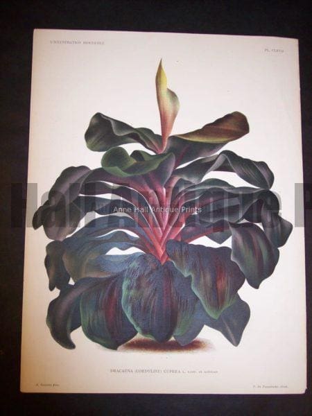 9492 Belgian Plant Lithograph