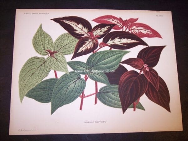 9493 Belgian Plant Lithograph