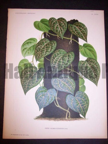 9494 Belgian Plant Lithograph