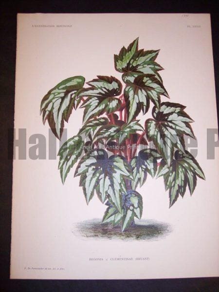 9495 Belgian Plant Lithograph