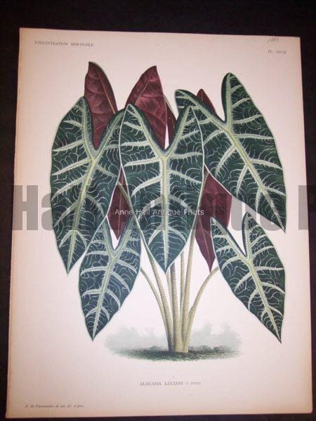 9496 Belgian Plant Lithograph