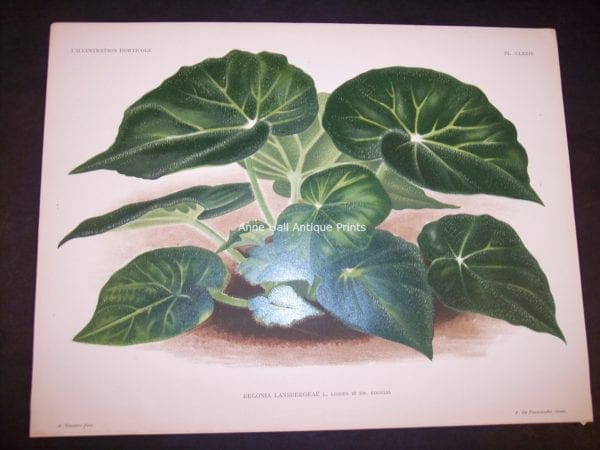 9497 Belgian Plant Lithograph