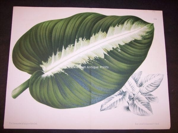 9498 Belgian Plant Lithograph
