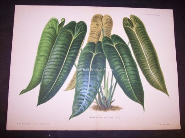 9499 Belgian Plant Lithograph