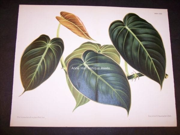 Belgian Plant Lithograph 9501
