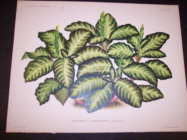 9492 Belgian Plant Lithograph