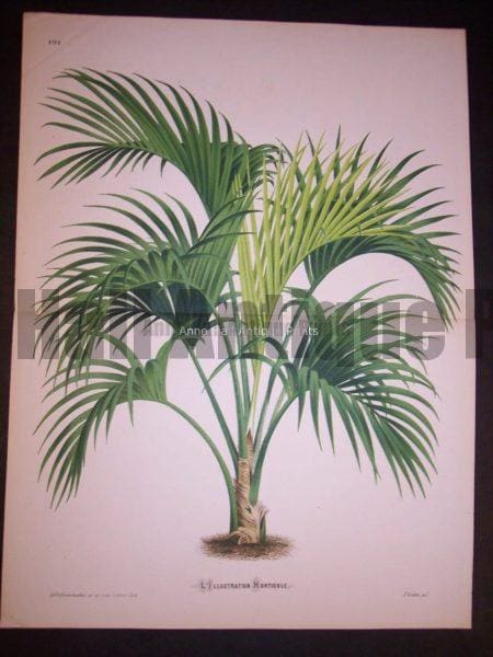 Palm Tree Print PL 191