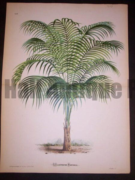 Palm Tree PL 169