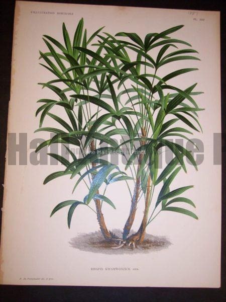 Rhapis Kwamwonzick Old Print of Palm Tree