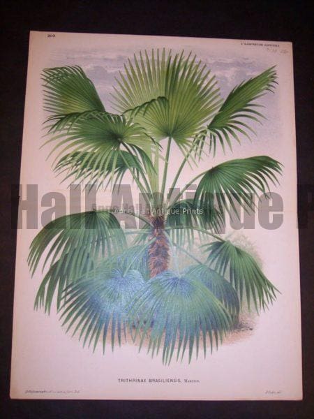 Trithrinax Brasiliensis