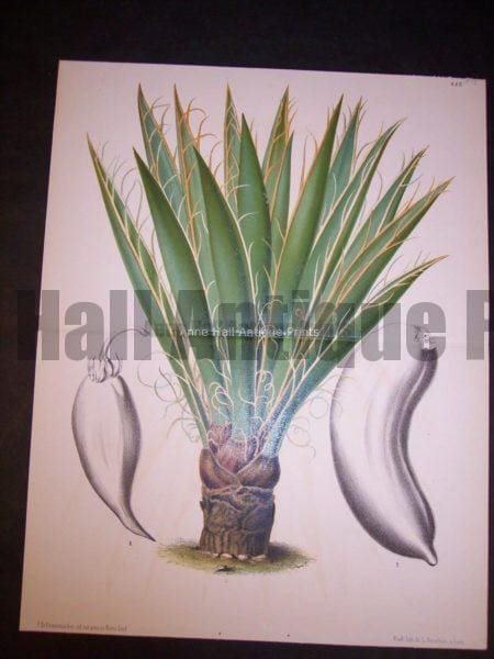 Palm Tree PL 115