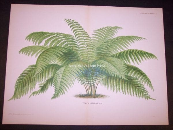 Todea Intermedia decorative antique Print of Palm Tree