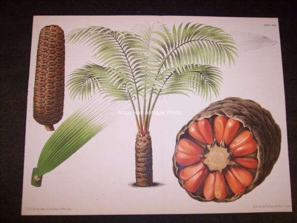 Cyad with Seeds PL 133-134. L'Illustration Horticole.  Large hand finished chromolithograph. $200.