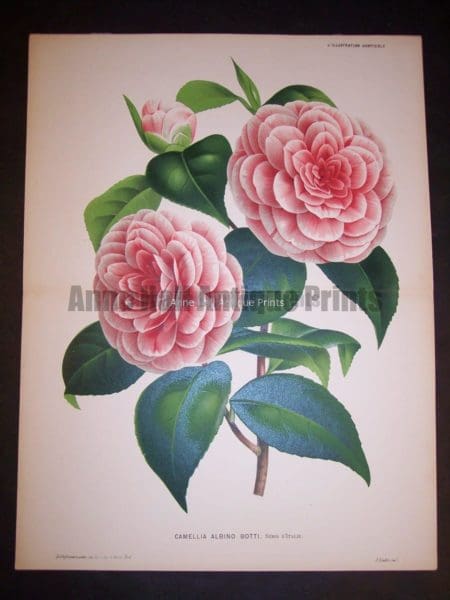 Fancy Flower 9542 Camellias