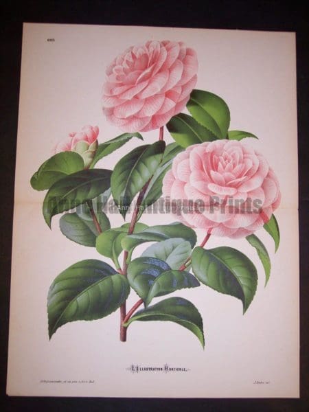 Fancy Flower Camellias 9544