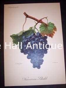 Viticulture & Wine Grape chromolithographs. Produced in France for Ampelographie in 1897.