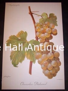 Viticulture & Wine Grape chromolithographs. Produced in France for Ampelographie in 1897.