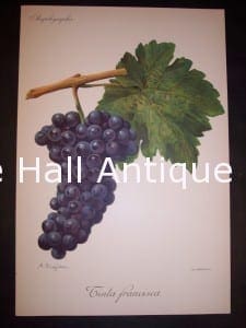 Viticulture & Wine Grape chromolithographs. Produced in France for Ampelographie in 1897.