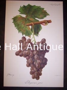 Viticulture & Wine Grape chromolithographs. Produced in France for Ampelographie in 1897.