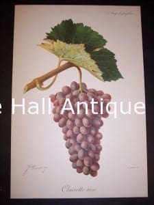 Viticulture & Wine Grape chromolithographs. Produced in France for Ampelographie in 1897.