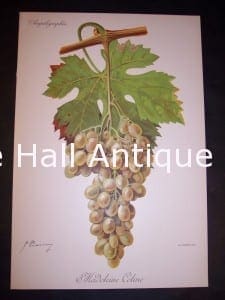 Viticulture & Wine Grape chromolithographs. Produced in France for Ampelographie in 1897.